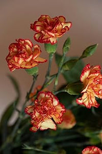 Dark Yellow Carnation Flower Seeds for Planting Shade Tolerant Heirloom & GMO Free Seeds for Home Garden
 
 Sale