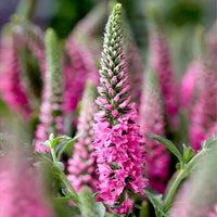 Pink Veronica Flower seeds for Planting - Vibrant Colors, Heirloom & GMO Free Seeds for Home Garden