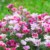 Clarkia Clarkia spp Flower Seeds for Planting in Flower Bed and Garden