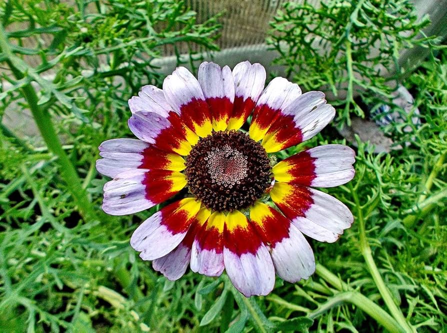Purple Chrysanthemum Carinatum Flower seeds for Planting - Low Maintenance, Heirloom & GMO Free Seeds for Home Garden