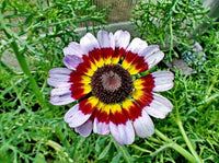Purple Chrysanthemum Carinatum Flower seeds for Planting - Low Maintenance, Heirloom & GMO Free Seeds for Home Garden