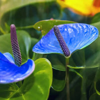 Blue Anthurium Andraeanum Flower seeds for Planting Seasonal Bloomer Heirloom & GMO Free Seeds for Home Garden