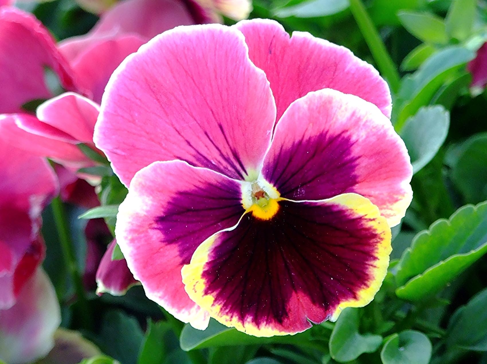 Pansy Swiss Flower seeds for Planting Hardy Variety Heirloom & GMO Free Seeds for Home Garden