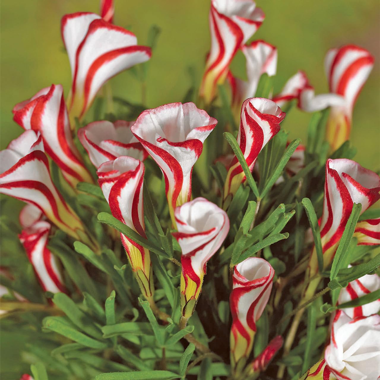 Red White Oxalis Flower Seeds for Planting – Cut Flower Favorite Heirloom & NonGMO Seeds for Home Garden
 
 Sale