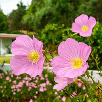 Oenothera speciosa (Mexican or Showy Evening Primrose)Flower Seeds for Planting Flower seeds for Planting Bright Blooms Heirloom GMO flower your garden