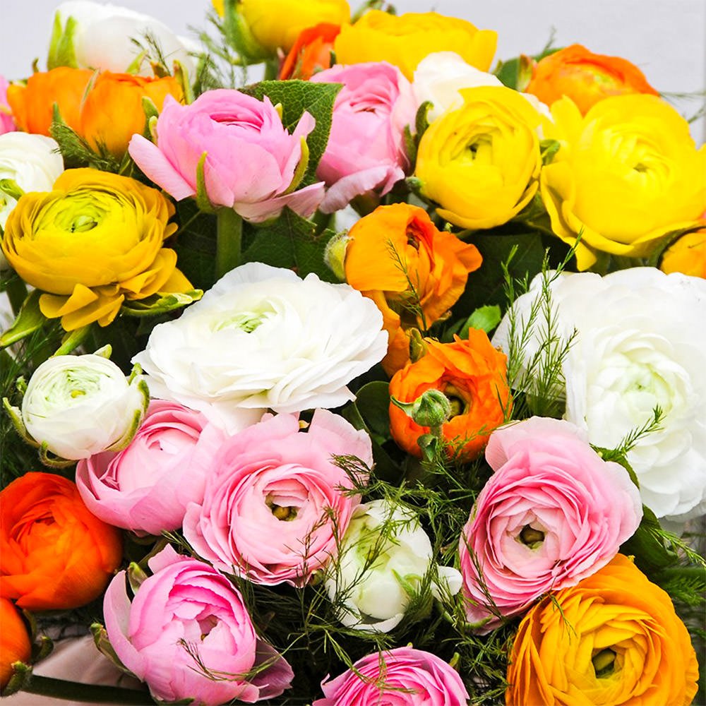 Mixed Ranunculus Flower Seeds Sun Loving Heirloom & GMO Free Seeds for Home Garden
 
 Sale