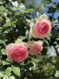 Pink Cream Rose Flower Seeds for Planting Long Bloom Season Heirloom & GMO Free Seeds for Home Garden
 
 Sale