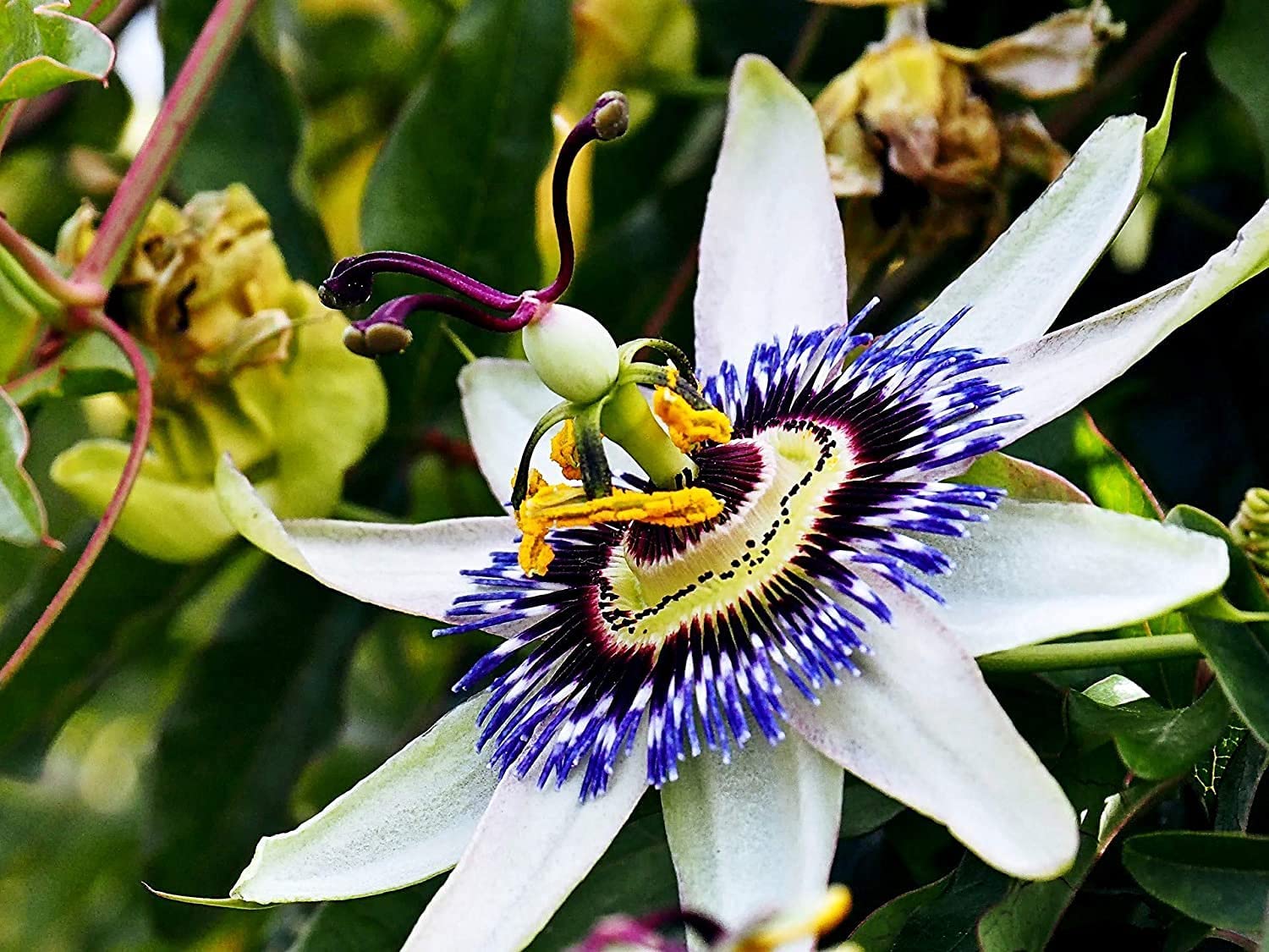 Passion Flower Seeds for Exotic Vines with Intricate Blooms