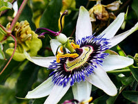 Passion Flower Seeds for Exotic Vines with Intricate Blooms