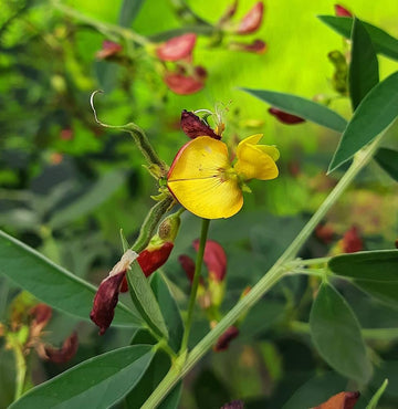 Cajanus Flower seeds for Planting - Perfect for Borders, Heirloom & GMO Free Seeds for Home Garden