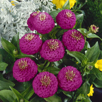 Purple Yellow Zinnia Flower seeds for Planting Long Bloom Season Heirloom & GMO Free Seeds for Home Garden