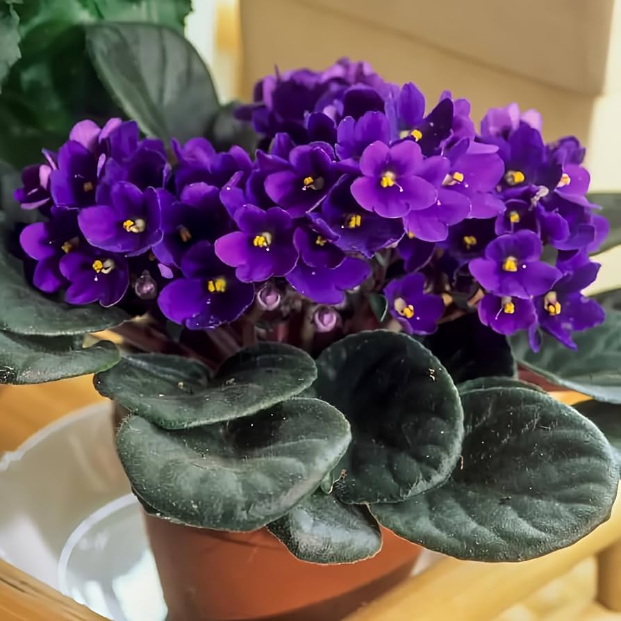 African Violet Flower seeds for Planting - Garden Favorite, Heirloom & GMO Free Seeds for Home Garden