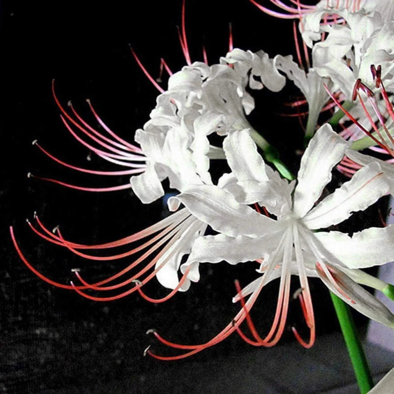 White Lycoris Flower seeds for Planting - Cut Flower Favorite, Heirloom & GMO Free Seeds for Home Garden