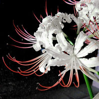 White Lycoris Flower seeds for Planting - Cut Flower Favorite, Heirloom & GMO Free Seeds for Home Garden