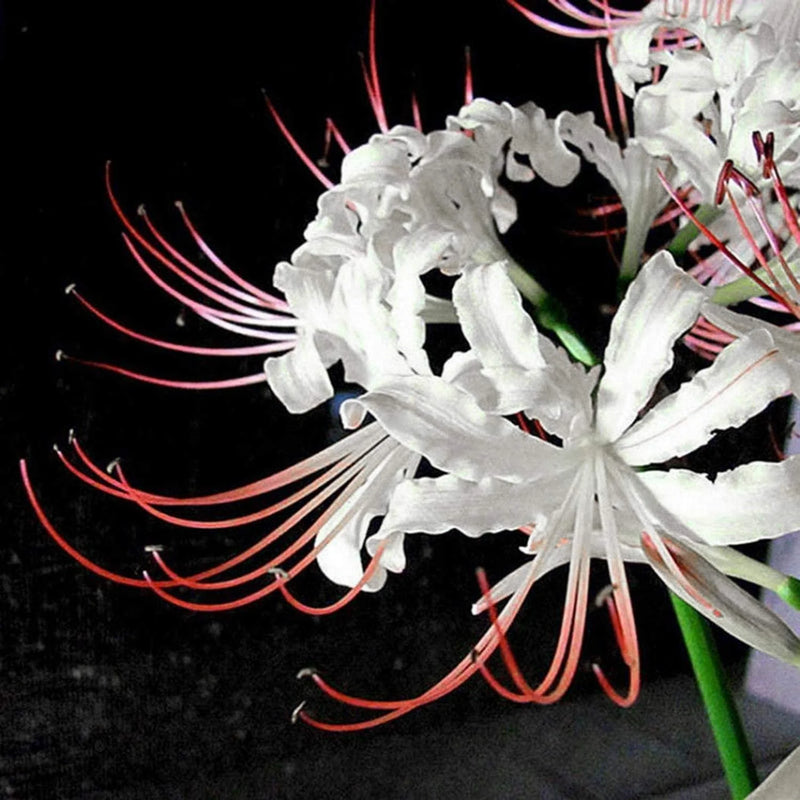 White Lycoris Flower seeds for Planting - Cut Flower Favorite, Heirloom & GMO Free Seeds for Home Garden