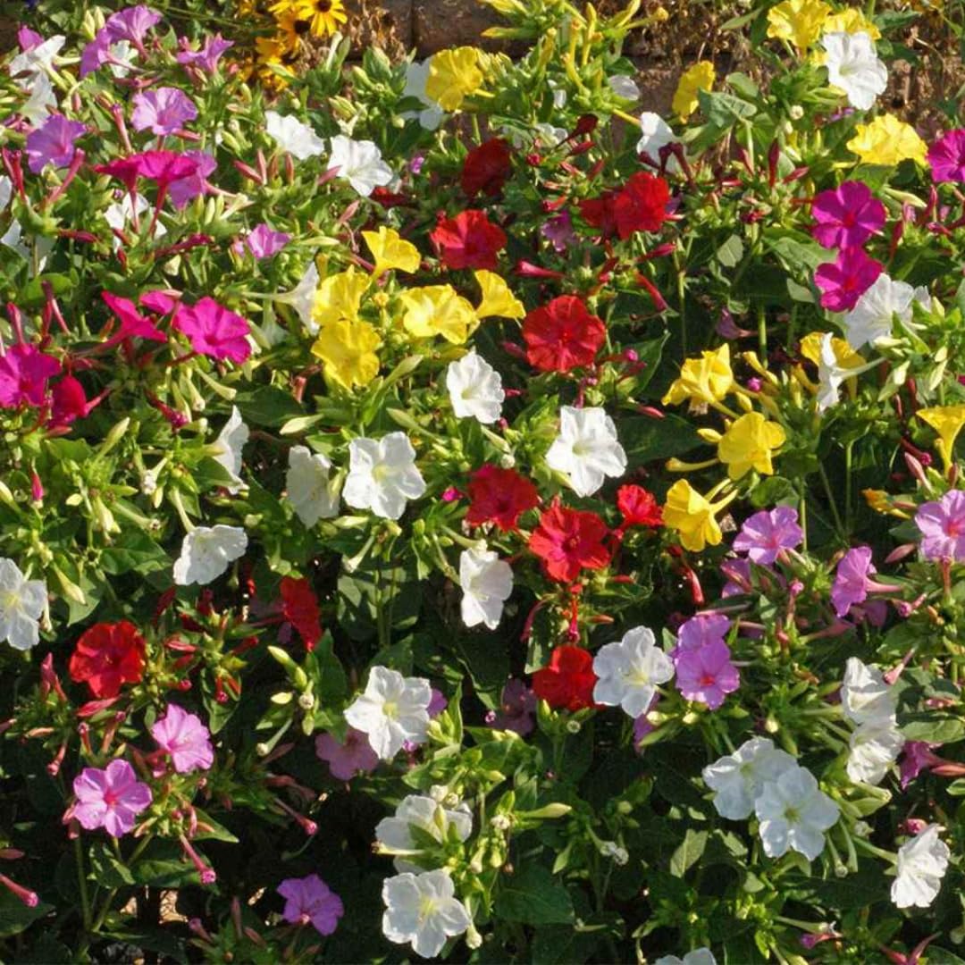 Mixed Mirabilis Jalapa Flower seeds for Planting - Bright Blooms, Heirloom & GMO Free Seeds for Home Garden