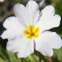 Green White Primrose Flower seeds for Planting - Perfect for Borders, Heirloom & GMO Free Seeds for Home Garden