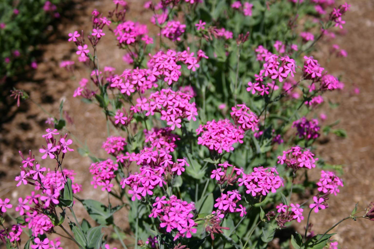 Purple Catchfly Flower seeds for Planting - Pollinator Friendly, Heirloom & GMO Free Seeds for Home Garden