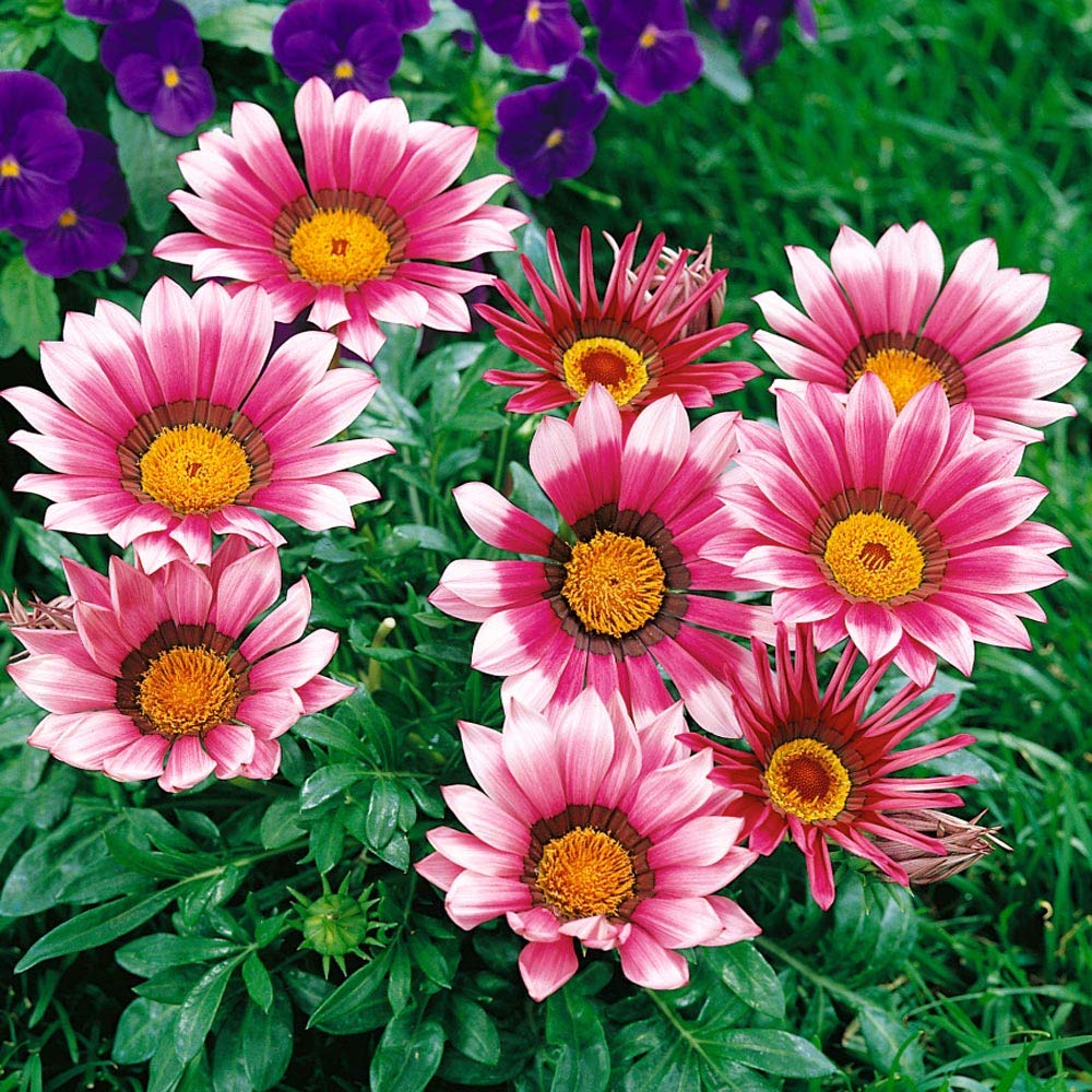 Gazania Flower seeds for Planting Drought Tolerant Heirloom & GMO Free Seeds for Home Garden