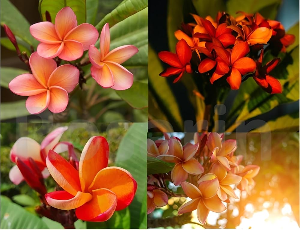 Orange Frangipani Flower seeds for Planting Cut Flower Favorite Heirloom & GMO Free Seeds for Home Garden 
 
 Sale