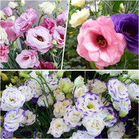 Eustoma Flower Seeds for Planting - Elegant White and Pink Blooms for Your Garden
