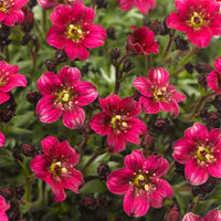 Saxifrage Rose Flower Seeds for Planting - Vibrant Garden Blooms