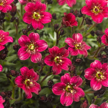 Saxifrage Rose Flower Seeds for Planting - Vibrant Garden Blooms