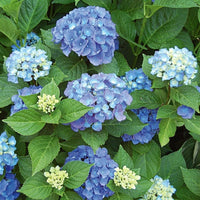 Enchantress Flower seeds for Planting - Colorful Display, Heirloom & GMO Free Seeds for Home Garden