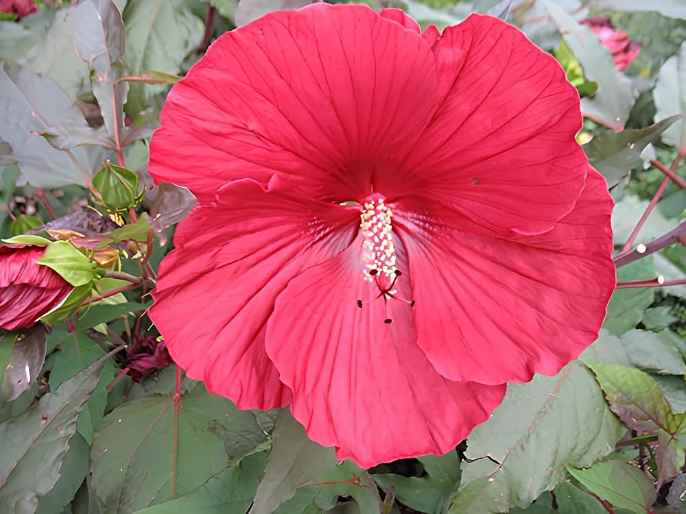 Burgundy Hibiscus Flower seeds for Planting - Vibrant Colors, Heirloom & GMO Free Seeds for Home Garden