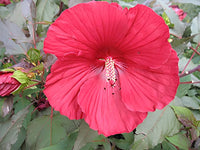 Burgundy Hibiscus Flower seeds for Planting - Vibrant Colors, Heirloom & GMO Free Seeds for Home Garden