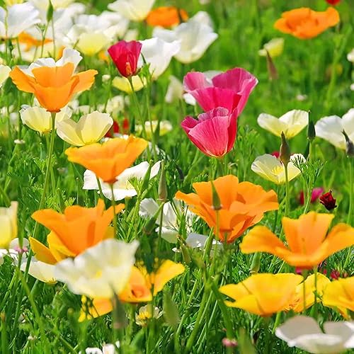 MultiColored Eschscholtzia Flower seeds for Planting Compact Growth Heirloom & GMO Free Seeds for Home Garden