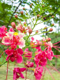 Pink Caesalpinia Flower seeds for Planting Pollinator Friendly Heirloom & GMO Free Seeds for Home Garden