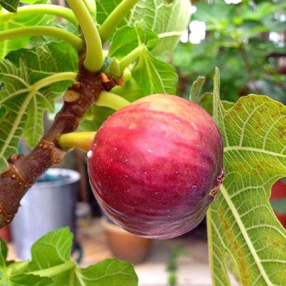 Red Fig Tree Seeds for Planting  Seed for Lush, Sweet Harvests in Gardens and Backyards
