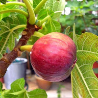 Red Fig Tree Seeds for Planting  Seed for Lush, Sweet Harvests in Gardens and Backyards