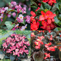 Begonia Semi di Fiore Misti Flower Seeds for Perennial Gardens
