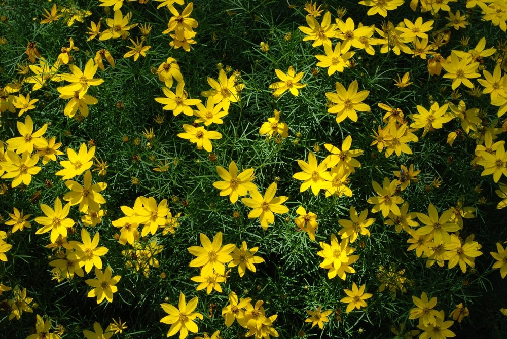 Bidens Golden Star Flower Seeds for Planting