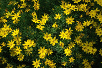 Bidens Golden Star Flower Seeds for Planting