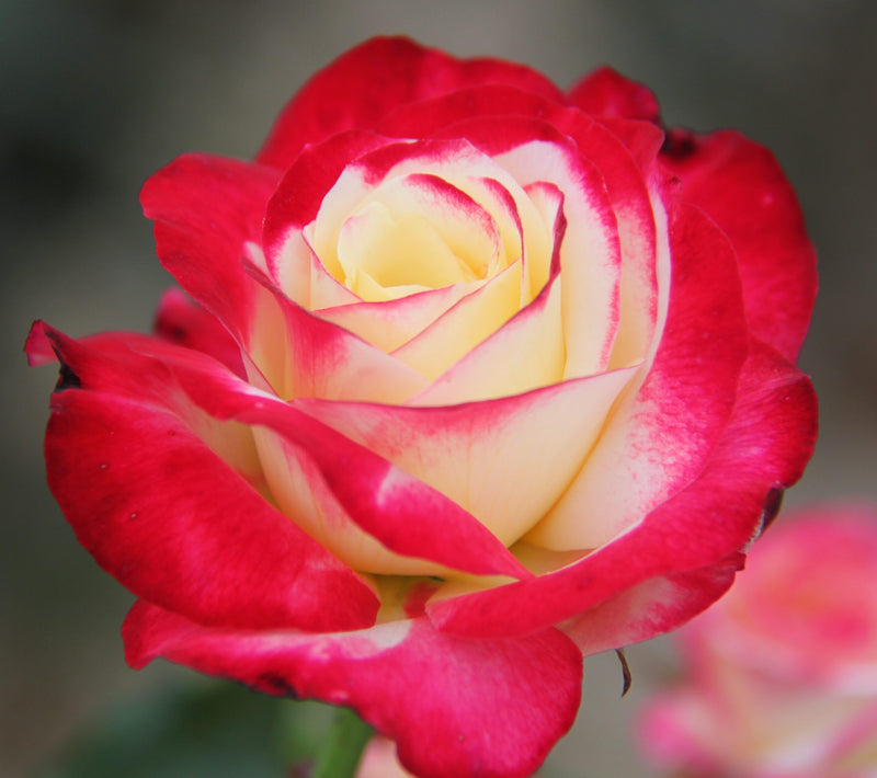 Double Delight Rose Flower seeds for Planting Drought Tolerant Heirloom & GMO Free Seeds for Home Garden