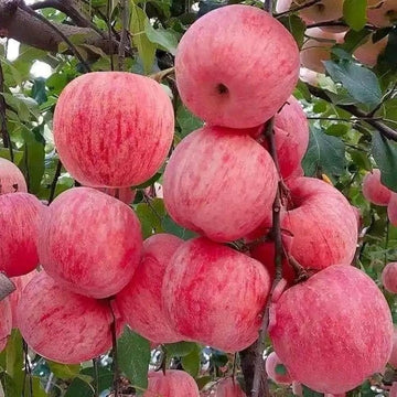Premium Pink Apple Tree Seeds for Planting - Grow Your Own Delicious Apples