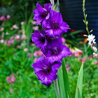 Purple Gladiolus Flower Seeds for Planting Compact Growth Heirloom & GMO Free Seeds for Home Garden
 
 Sale