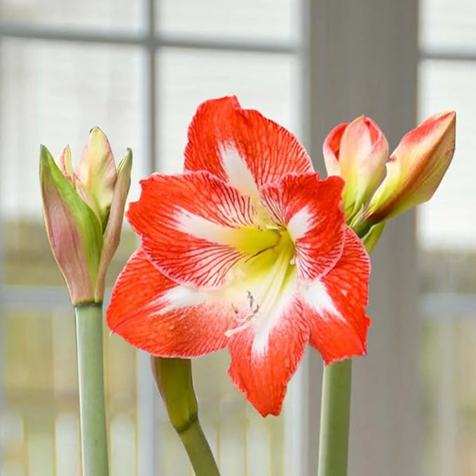 White Orange Amaryllis Seeds for Planting - Vibrant Flower Seeds for Your Garden