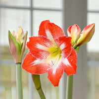 White Orange Amaryllis Seeds for Planting - Vibrant Flower Seeds for Your Garden