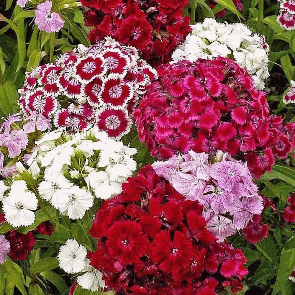 Heirloom Dianthus Barbatus Flower seeds for Planting Vibrant Colors Heirloom & GMO Free Seeds for Home Garden
