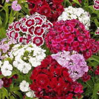 Mixed Barbatus Flower seeds for Planting - Wildflower Mix, Heirloom & GMO Free Seeds for Home Garden