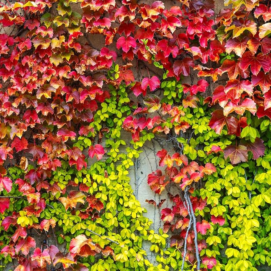 Green Boston Ivy Flower seeds for Planting Low Maintenance Heirloom & GMO Free Seeds for Home Garden 
 
 Sale