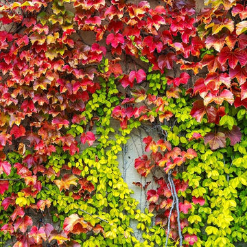 Green Boston Ivy Flower seeds for Planting Low Maintenance Heirloom & GMO Free Seeds for Home Garden 
 
 Sale