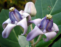 Calotropis Gigantea Flower seeds for Planting Cottage Garden Essential Heirloom & GMO Free Seeds for Home Garden
