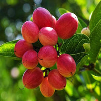 Carandas Fruit Seeds: Essential Planting Guide