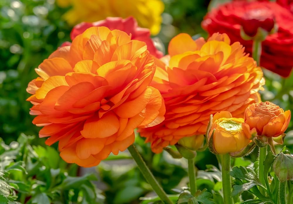 Yellow Red Ranunculus Flower seeds for Planting - Perfect for Borders, Heirloom & GMO Free Seeds for Home Garden