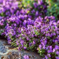 Climbing Thyme Flower Seeds For Planting and Gardening